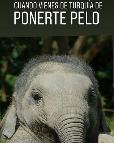 elefante pelo